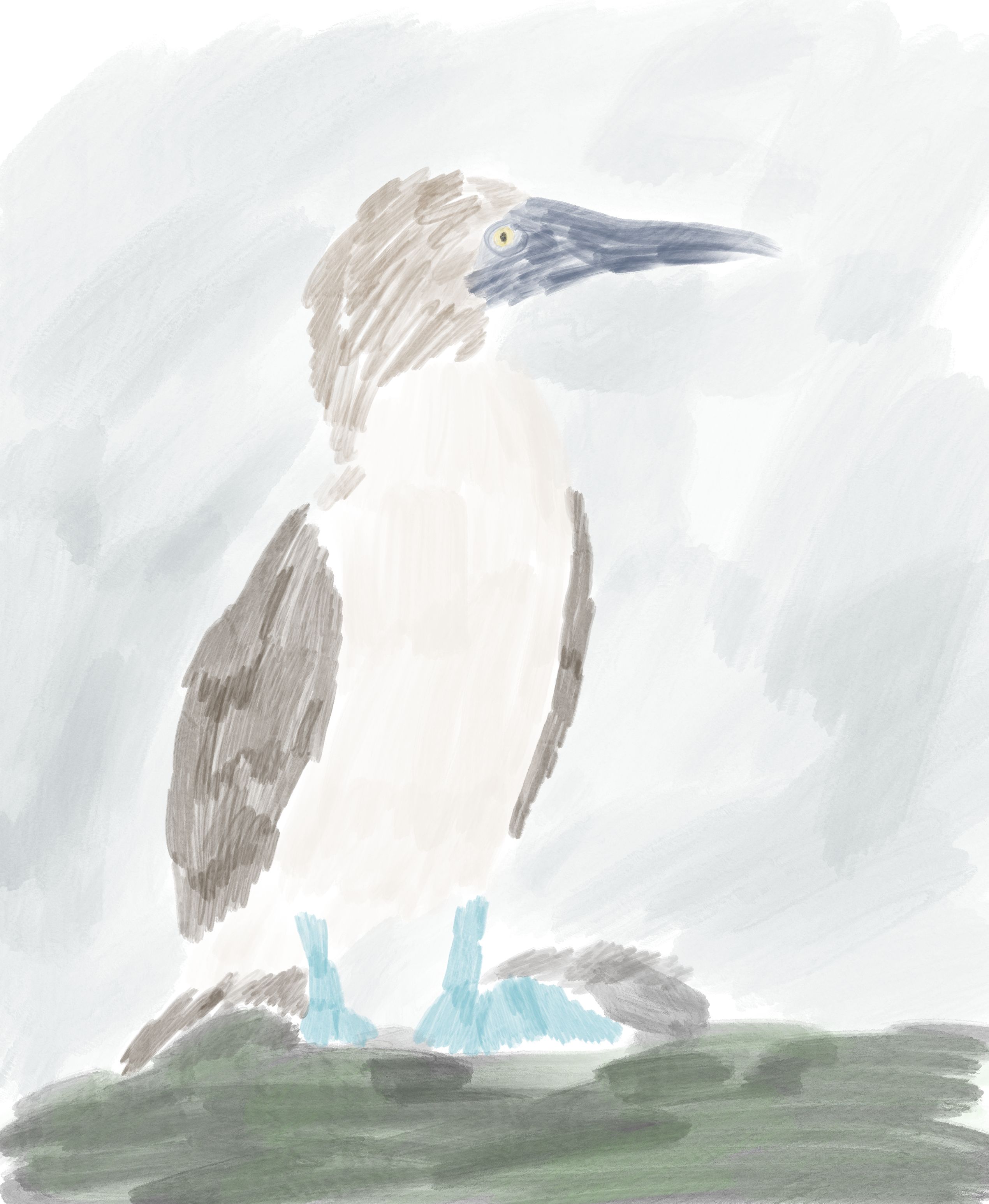 Blue Footed Boobie